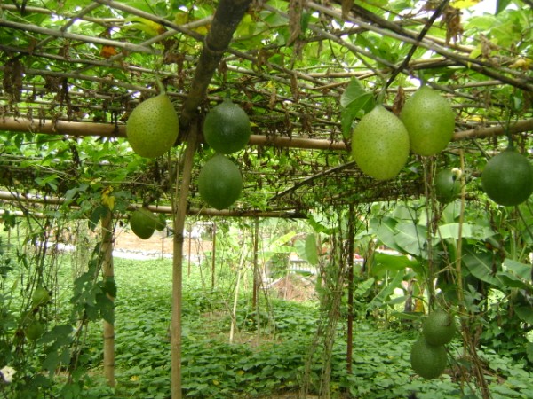 Kỹ thuật trồng cây gấc không khó Kỹ thuật trồng cây gấc không khó