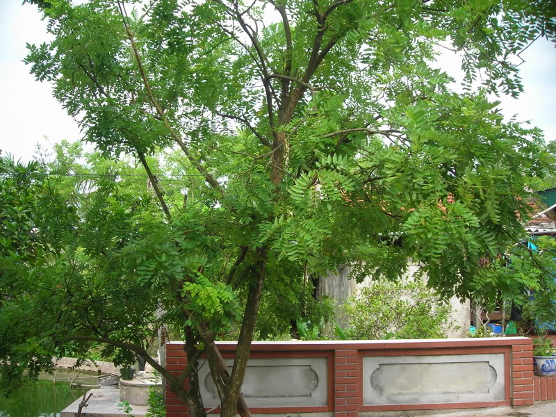 Kỹ thuật trồng cây hoa hòe không quá phức tạp với người nông dân Kỹ thuật trồng cây hoa hòe không quá phức tạp với người nông dân