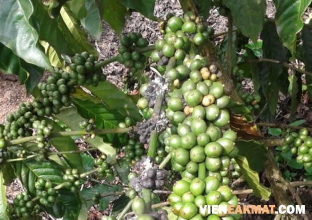 rệp sáp trên cây cà phê