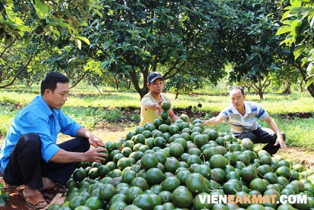 thu hoạch quả bơ