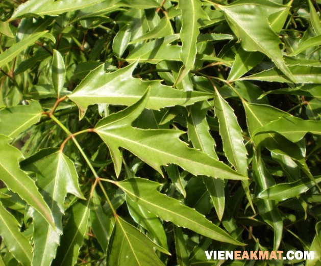 lá đinh lăng