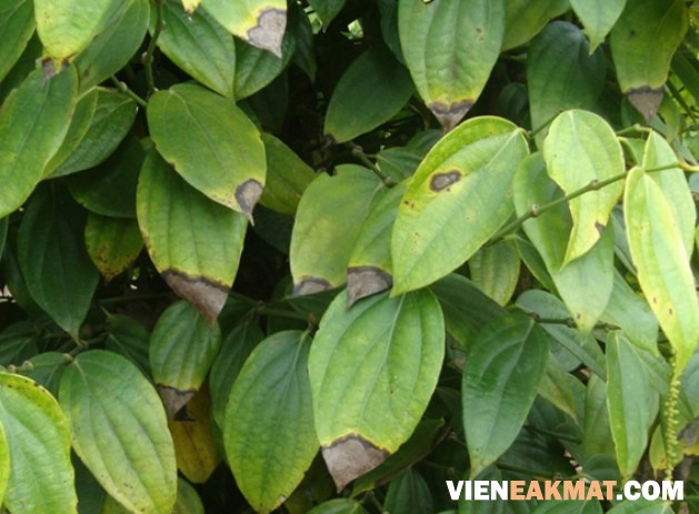 bệnh thán thư trên cây tiêu