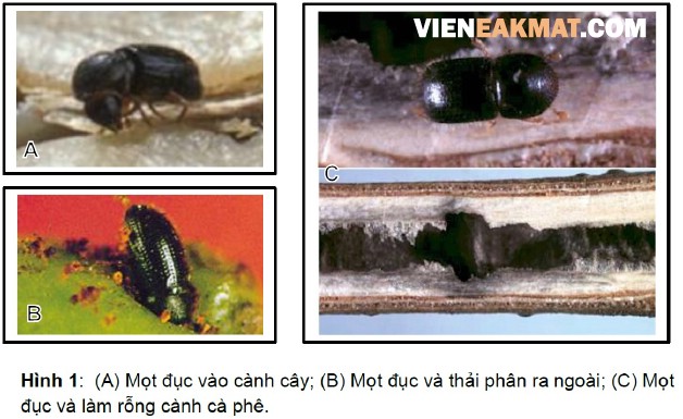 mọt đục cành cà phê