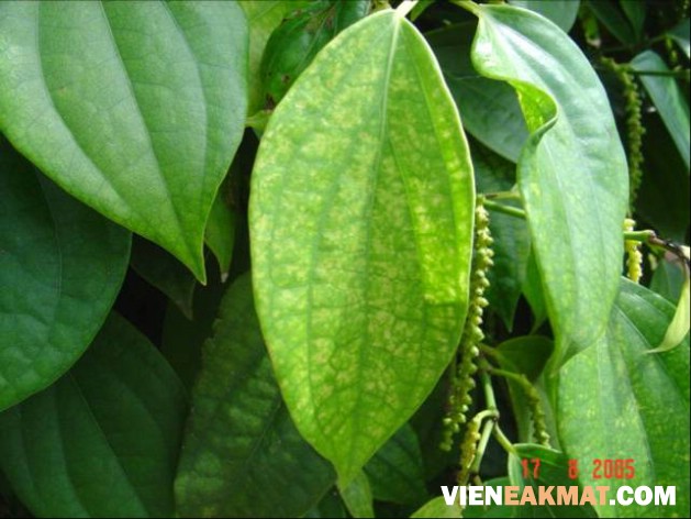 bệnh virut trên cây tiêu