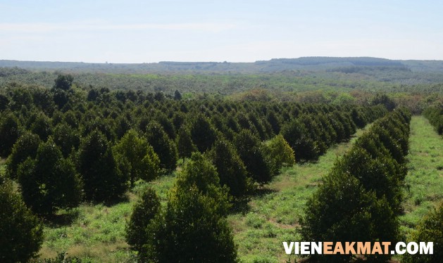 kỹ thuật trồng sầu riêng