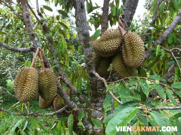 trái sầu riêng ri6