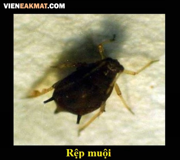 rệp muội trên cây tiêu