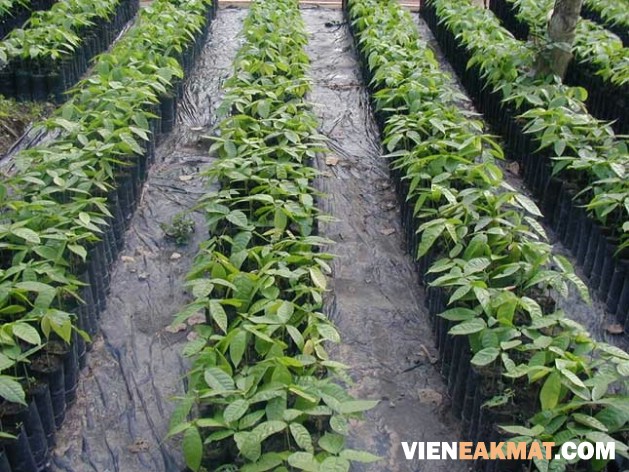 vườn ươm ca cao