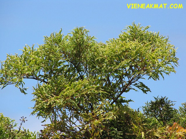Nguồn gốc và đặc điểm sinh thái của cây đinh lăng