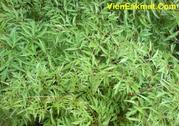 đinh lăng lá nhọn